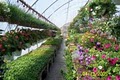 Cedar Lane Greenhouse image 2