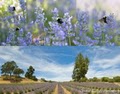 Central Coast Lavender Farm image 3