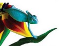 Chameleon Property Services logo