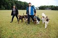 DC Dog Care image 8
