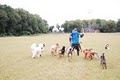 DC Dog Care image 10