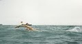 Dolphin Swim & Boat Club image 3