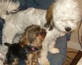 Dos Vientos Luv'n Care Pet Sitting image 4
