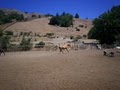 Dougherty Ranch Horse Boarding, Lessons & Training image 7