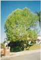 "Ernest" Tree Service & Maintenance image 4
