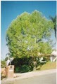 "Ernest" Tree Service & Maintenance image 4