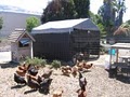 Evergreen Acres Petting Farm in Bay area image 10