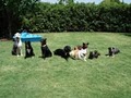 Fido's Finest Dog Training image 4