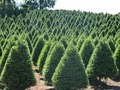 Foothills Christmas Trees at Cal Expo image 1