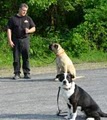 Fortunate K9 Dog and Owner Training image 2