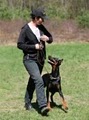 Fortunate K9 Dog and Owner Training image 5