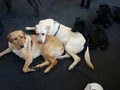 Fuzzy Buddy's Dog Daycare and Dog Training image 4