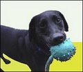 Fuzzy Buddy's Dog Daycare and Dog Training image 6