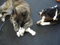 Fuzzy Buddy's Dog Daycare and Dog Training image 8