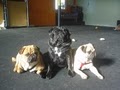 Fuzzy Buddy's Dog Daycare and Dog Training image 9