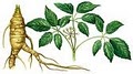 GINSENG BUYER: JOHN H MORGAN logo