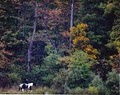 Great Trail Horse image 1