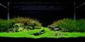 Green Leaf Aquariums, LLC image 2
