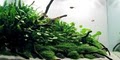 Green Leaf Aquariums, LLC image 6