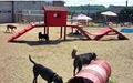 Gulliver's Doggie Daycare image 2