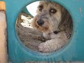Gulliver's Doggie Daycare image 5