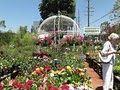 Hashimoto Nursery image 2