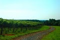 Jefferson Vineyards image 10