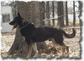 K9 Country Kennel image 3