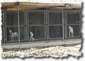 K9 Country Kennel image 4