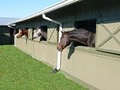 Lake Washington Stables & Equestrian Center image 3