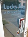 Lucky Dog Seattle LLC image 2