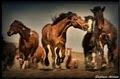 Montana Horses, Inc. image 1