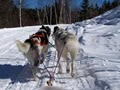 Mornington Crescent Sled Dogs image 1