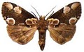 Moth Guard image 1