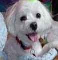 Ohana Doggie Day Care & Spa LLC image 2