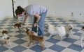 Park Cities Obedience School image 6