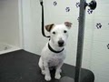 Pawz Fur Beauty - Mobile Dog Grooming & Spa image 6