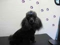 Pawz Fur Beauty - Mobile Dog Grooming & Spa image 7