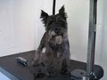 Pawz Fur Beauty - Mobile Dog Grooming & Spa image 8