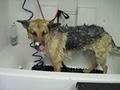 Pawz Fur Beauty - Mobile Dog Grooming & Spa image 9