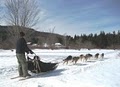 Peace Pups Dogsledding image 2