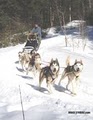 Peace Pups Dogsledding image 3