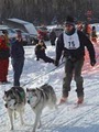 Peace Pups Dogsledding image 5