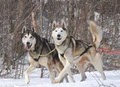 Peace Pups Dogsledding image 6