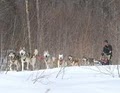 Peace Pups Dogsledding image 7
