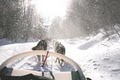Peace Pups Dogsledding image 9