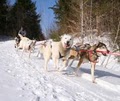 Peace Pups Dogsledding image 10