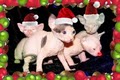 Peachkins Sphynx Kittens image 2