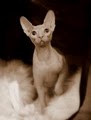 Peachkins Sphynx Kittens image 3