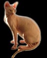 Peachkins Sphynx Kittens logo